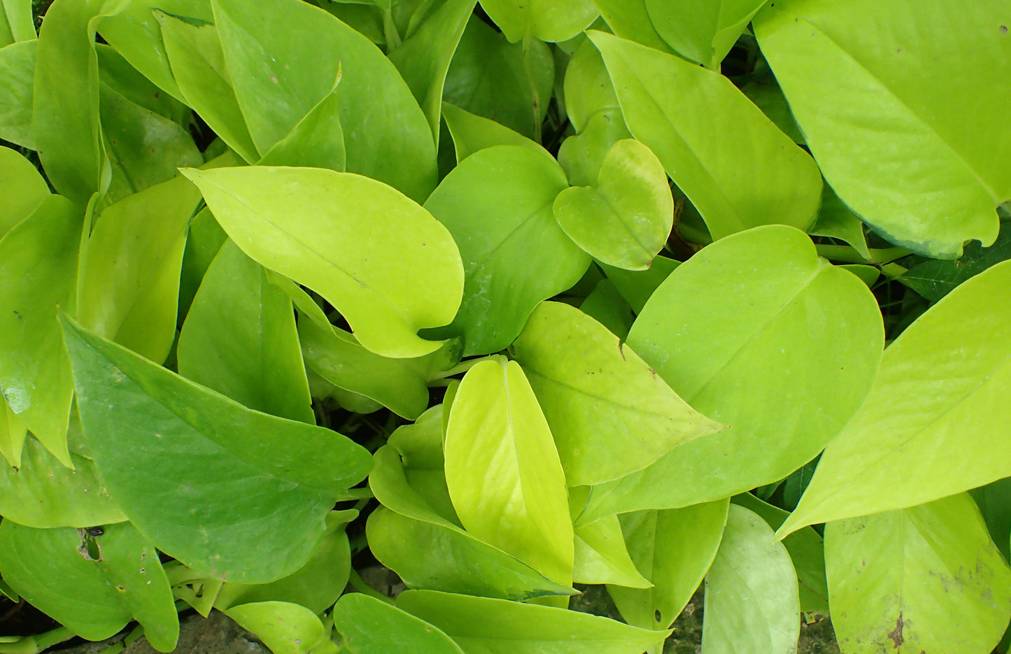 Vine, Pothos 'Neon' (Epipremnum)