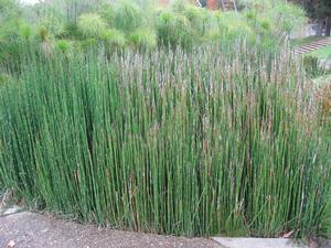 Equisetum giganteum