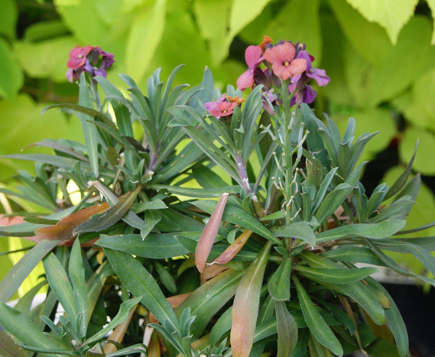 Erysimum 'Erysistible Bronze Rose'