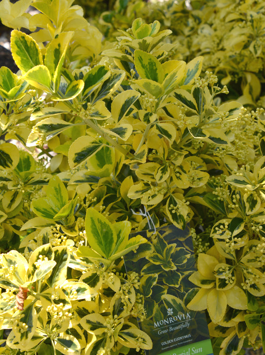 Euonymus japonicus 'Aureo-Marginatus