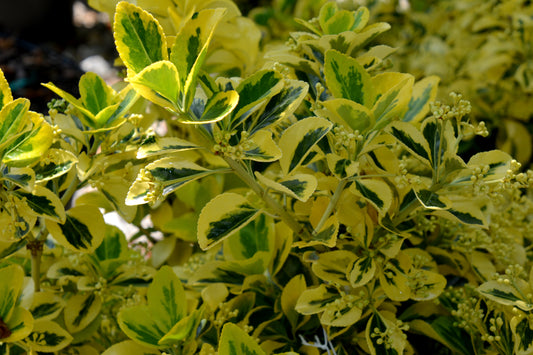 Euonymus japonicus 'Aureo-Marginatus'