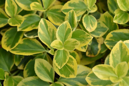 Euonymus fortunei  'Canadale Gold'