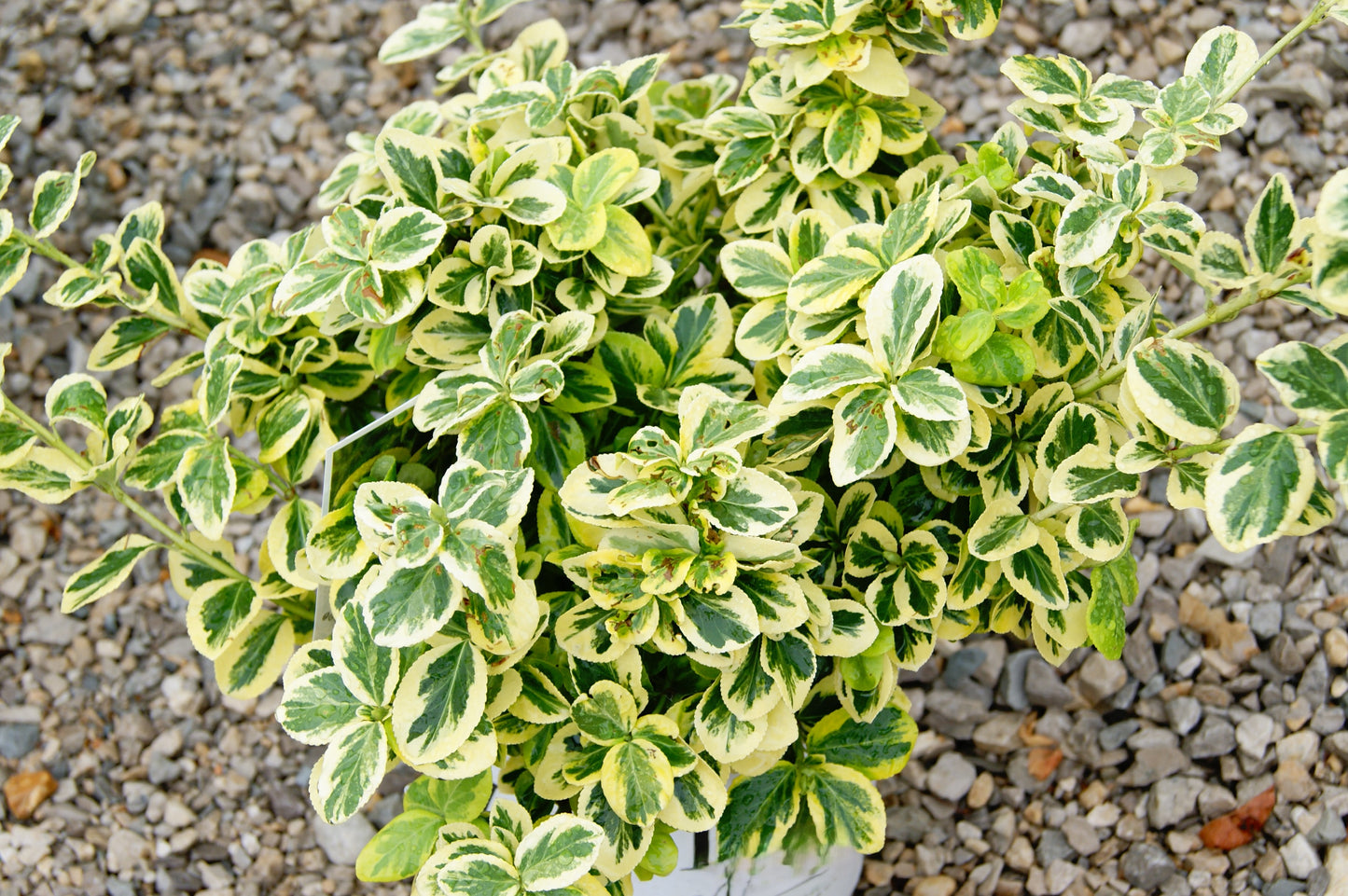 Euonymus fortunei 'Gold Splash'