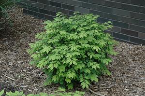 Euonymus alatus 'Little Moses'