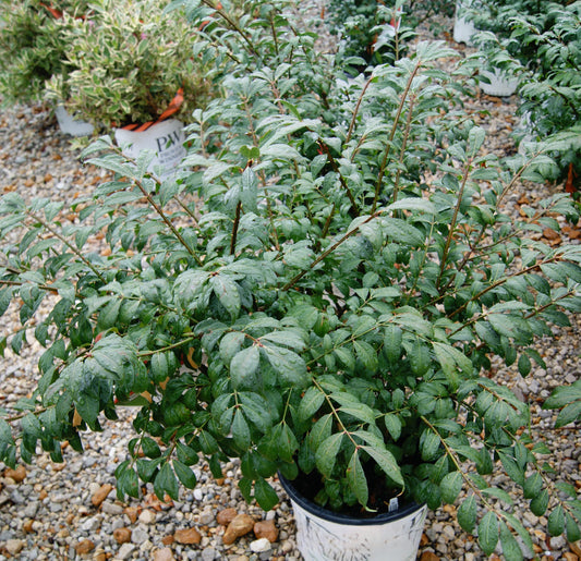 Euonymus alatus 'Fire Ball'