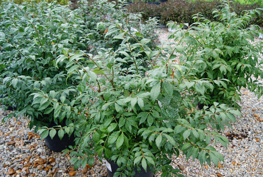 Euonymus alatus 'Little Moses'