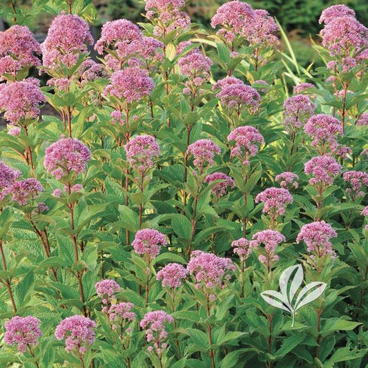 Eupatorium dubium 'Little Joe'