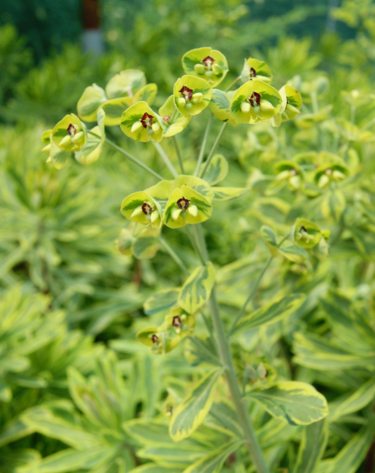 Euphorbia x martinii 'Ascot Rainbow'