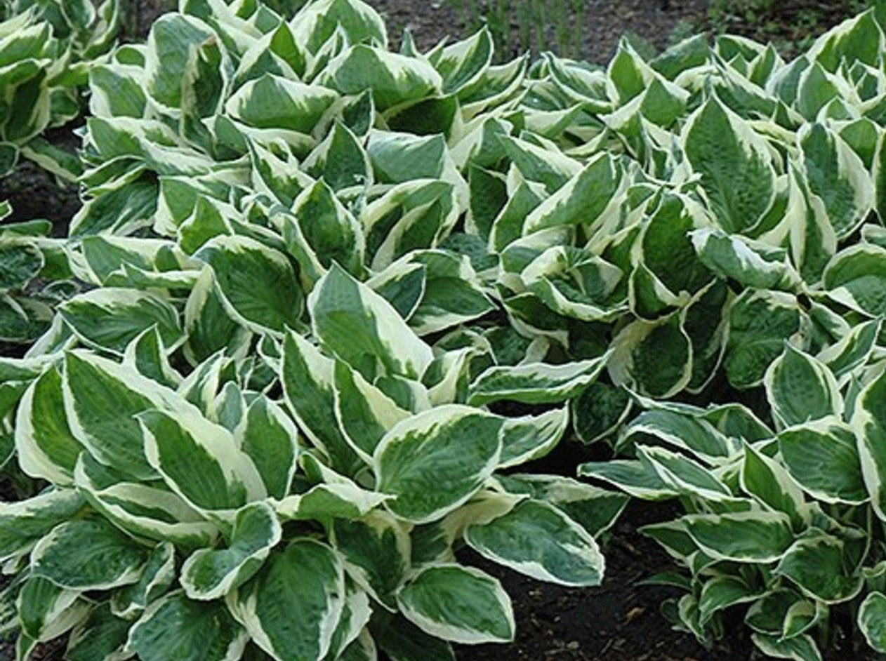 Hosta 'Minuteman'