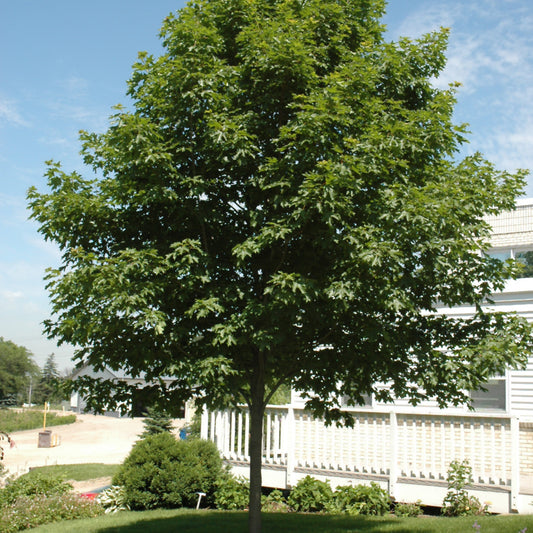 Maple, Sugar 'Fall Fiesta' (Acer)