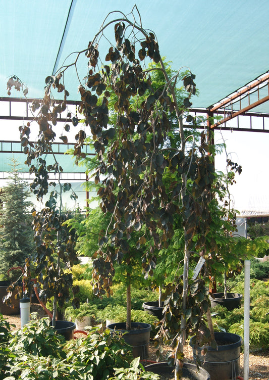 Fagus syl. 'Purple Fountain'