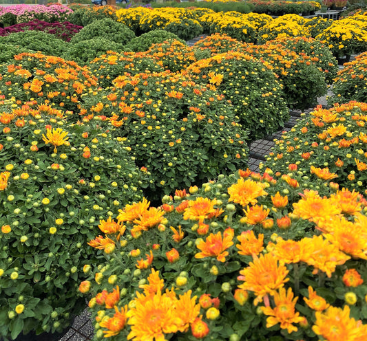 Chrysanthemum morifolium