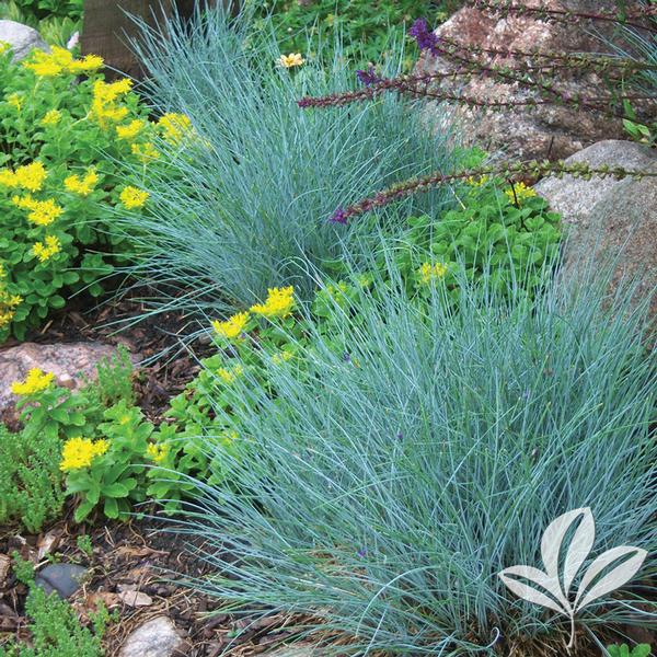 Festuca glauca 'Elijah Blue'