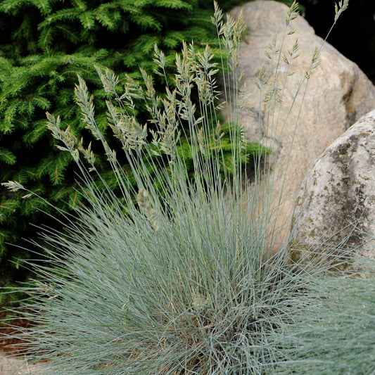 Grass, Blue Fescue 'Elijah Blue'