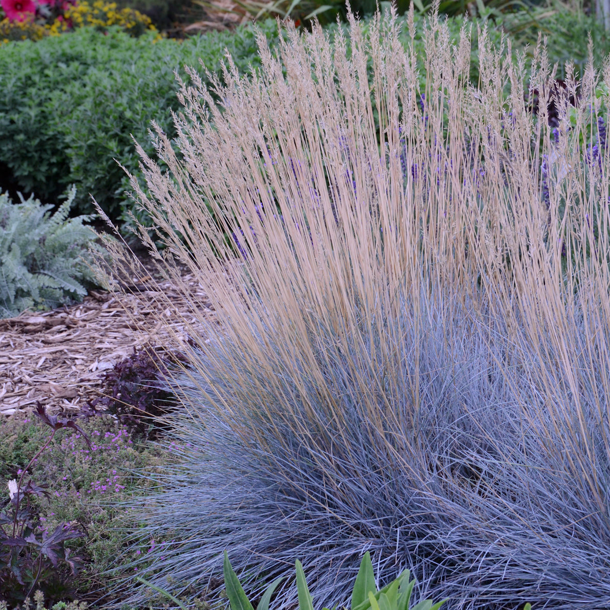 Grass, Blue Fescue 'Elijah Blue'