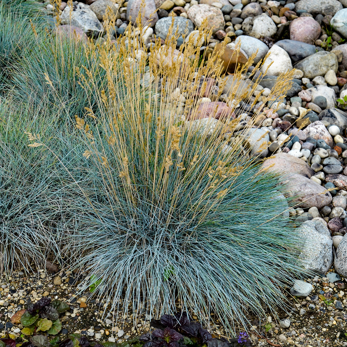 Grass, Blue Fescue 'Elijah Blue'