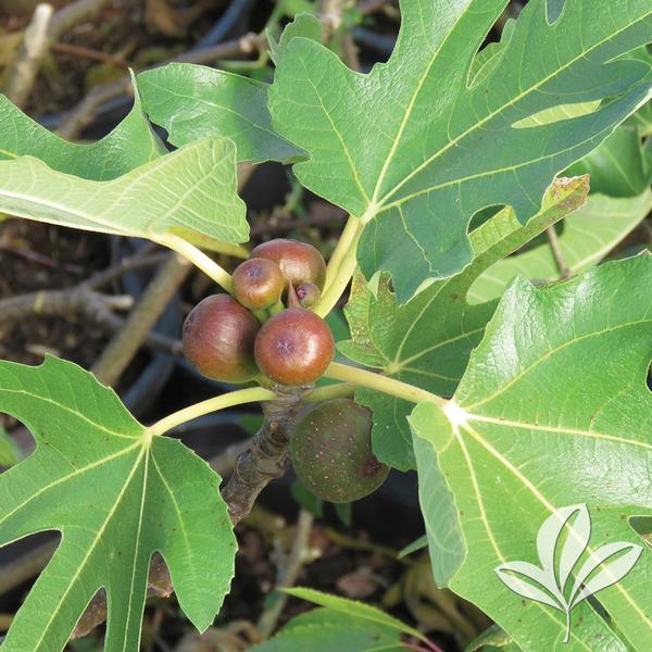 Fig, Fruit 'Little Miss Figgy' (Ficus) Not Hardy