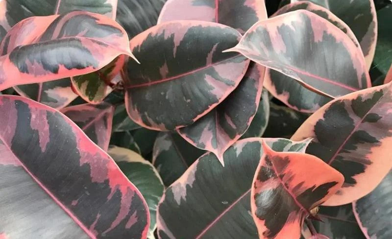 Ficus elastica 'Ruby'