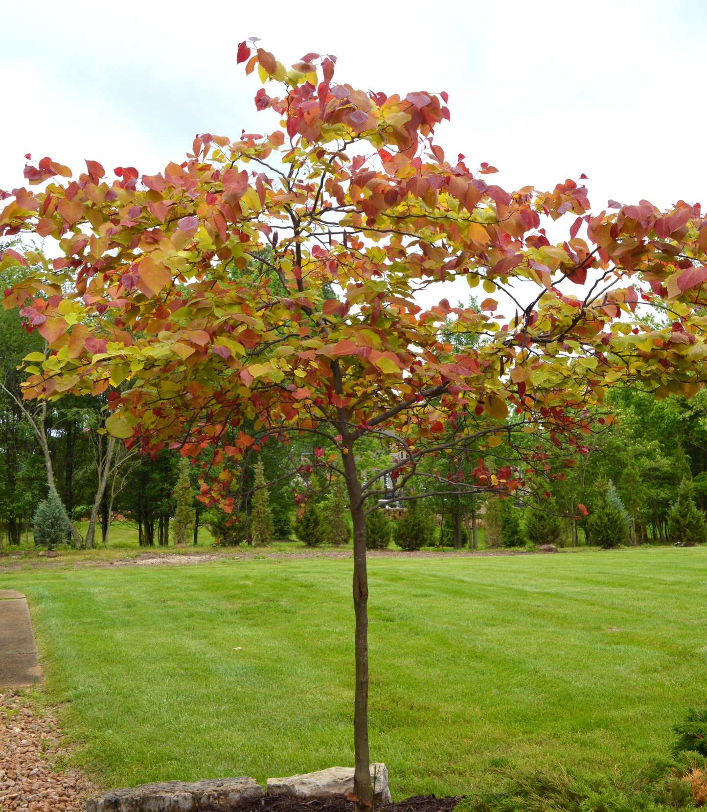 Cercis canadensis 'Flame Thrower'