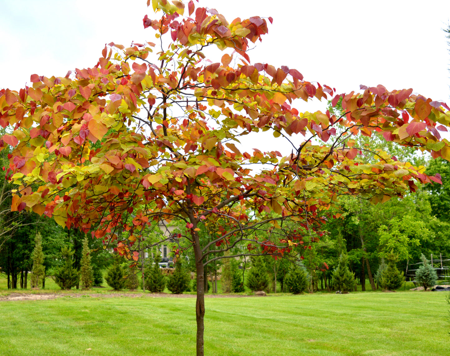 Redbud, Eastern 'Flame Thrower' (Cercis)