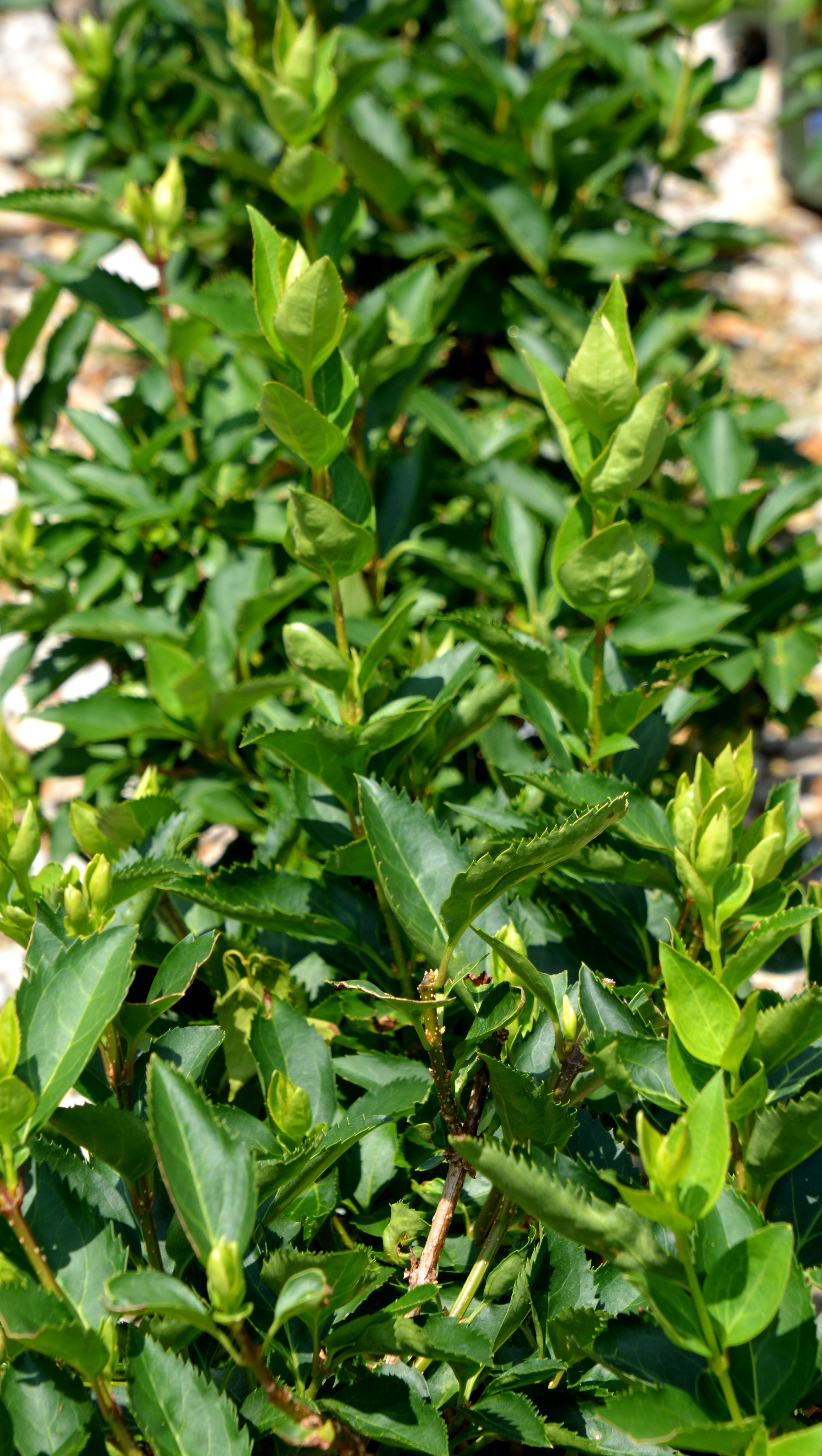 アイドル forsythiagoldenbells Forsythia, Border 'Magical Gold' (Forsythia) – Passiglia Landscape