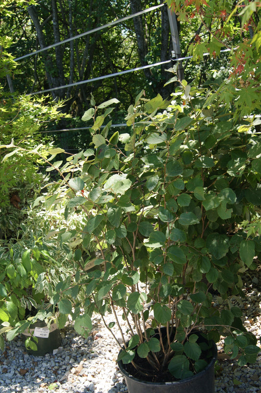 Fothergilla 'Mount Airy'