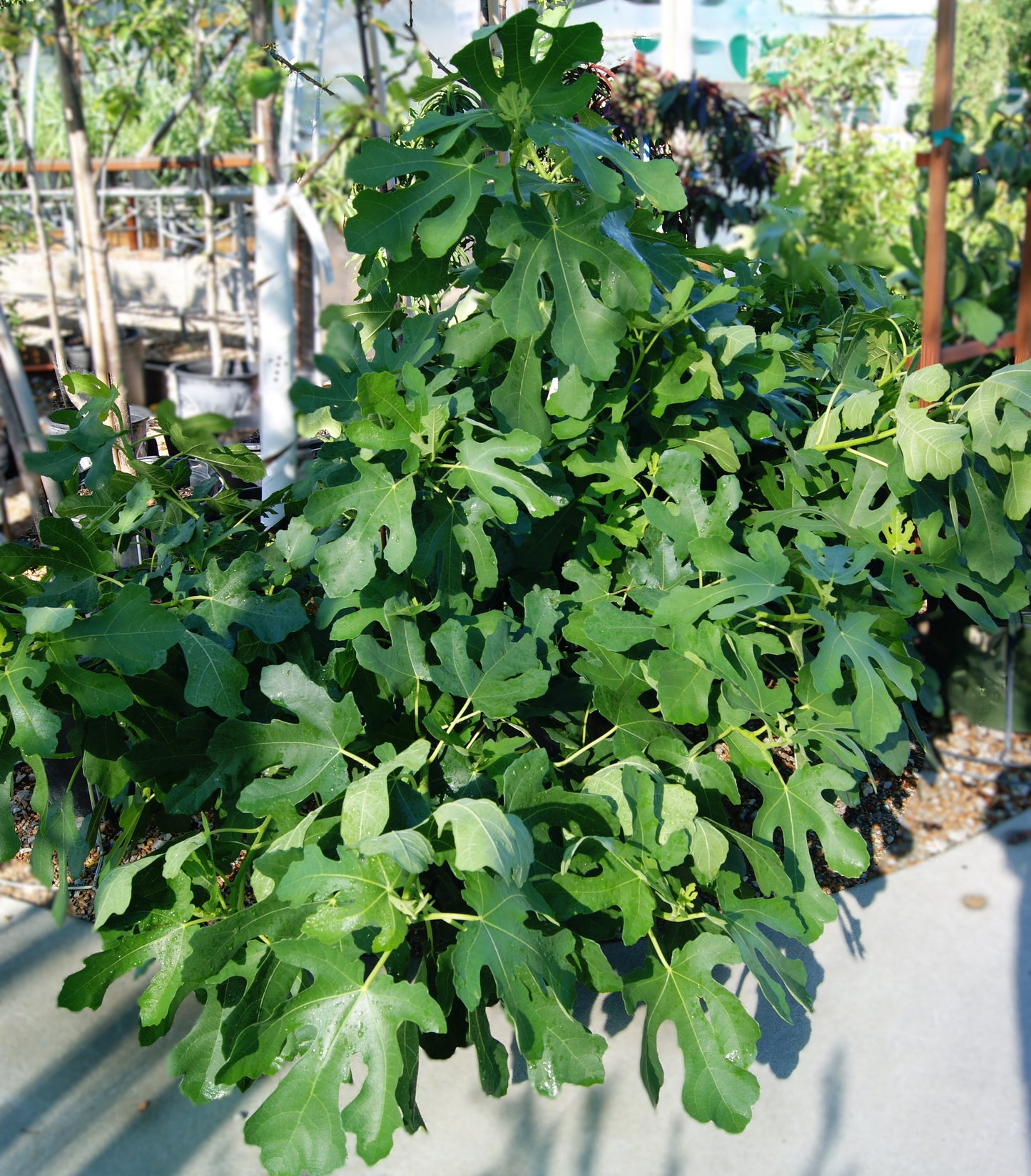 Ficus carica ‘Chicago Hardy’