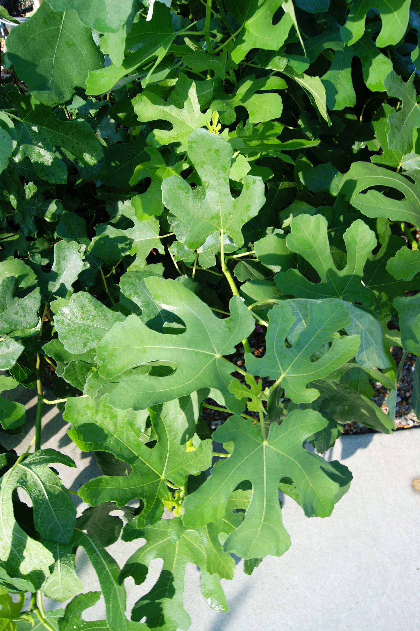 Ficus carica ‘Chicago Hardy’