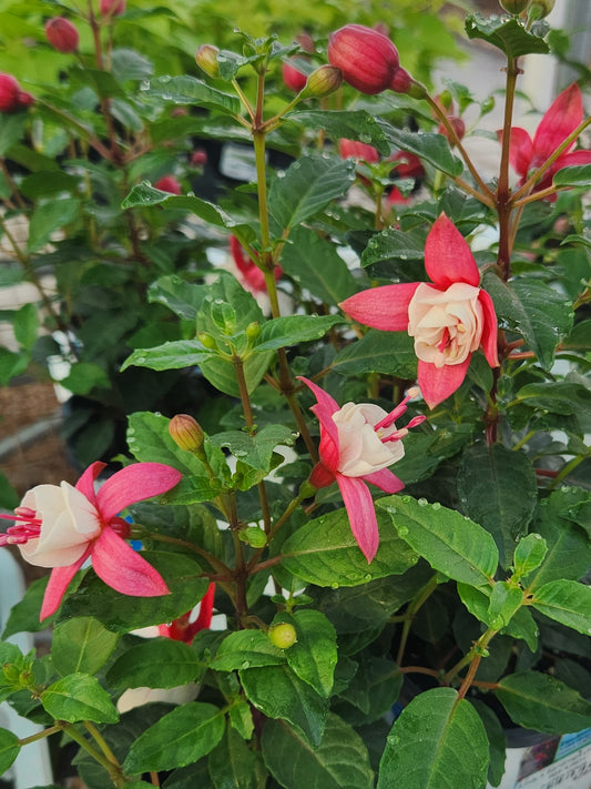 Lady's Eardrops, Hybrids Upright (Fuchsia)