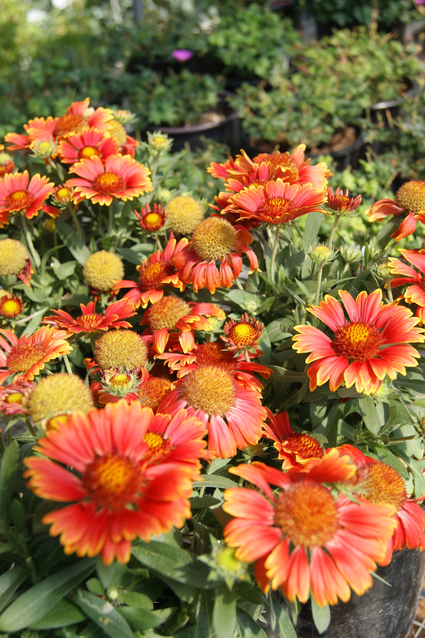 Gaillardia aristata 'SpinTop Yellow'