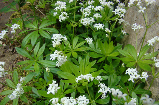 Galium odoratum