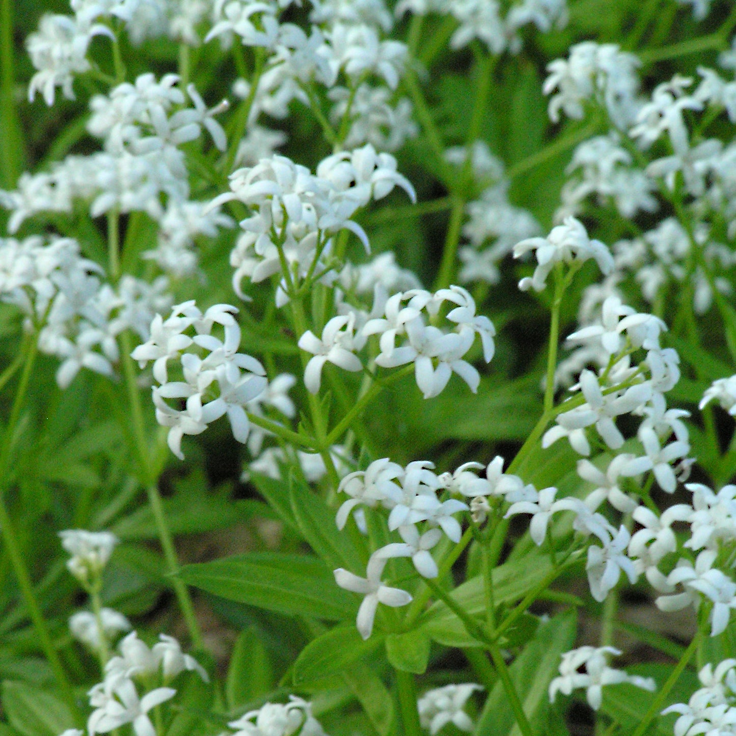 Sweet Woodruff (Galium)