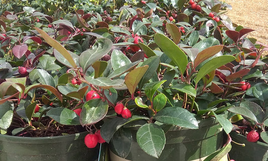 Gaultheria procumbens 'Redwood'