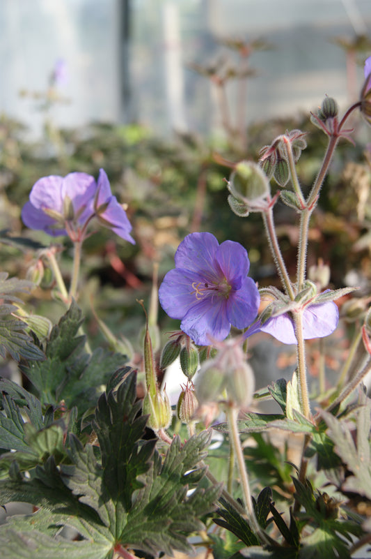 Geranium pratense 'Boom Chocolatta'