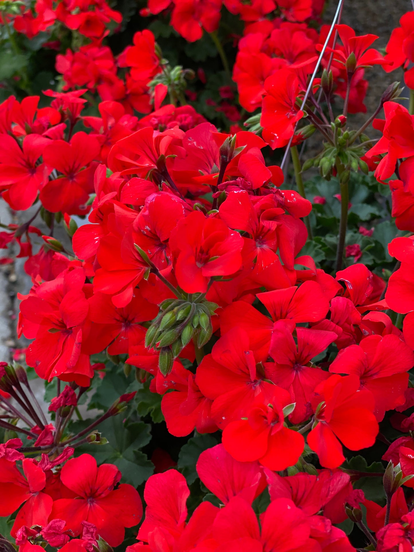 Pelargonium peltatum