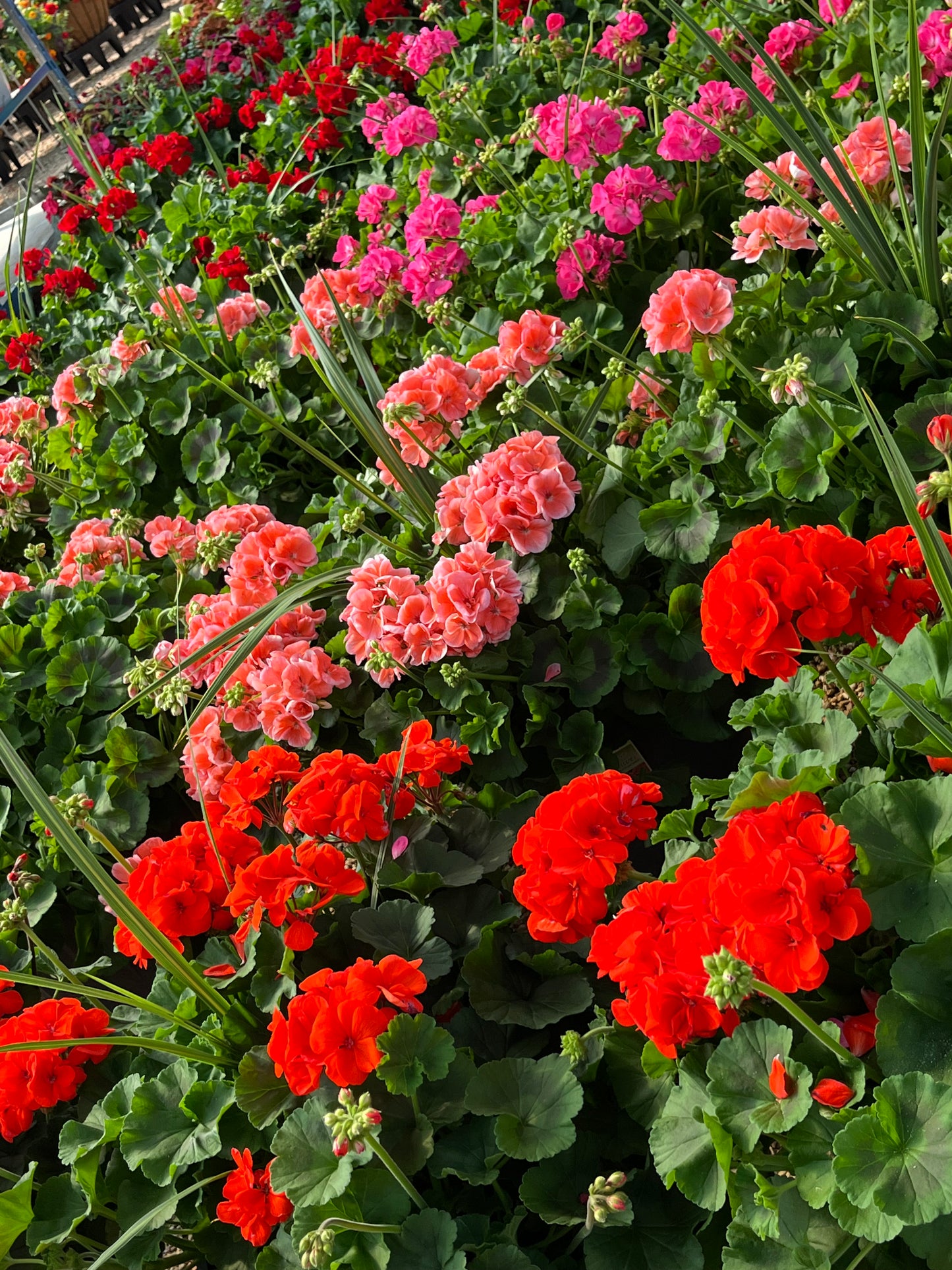 Geranium, Flowering Zonal Series (Pelargonium)