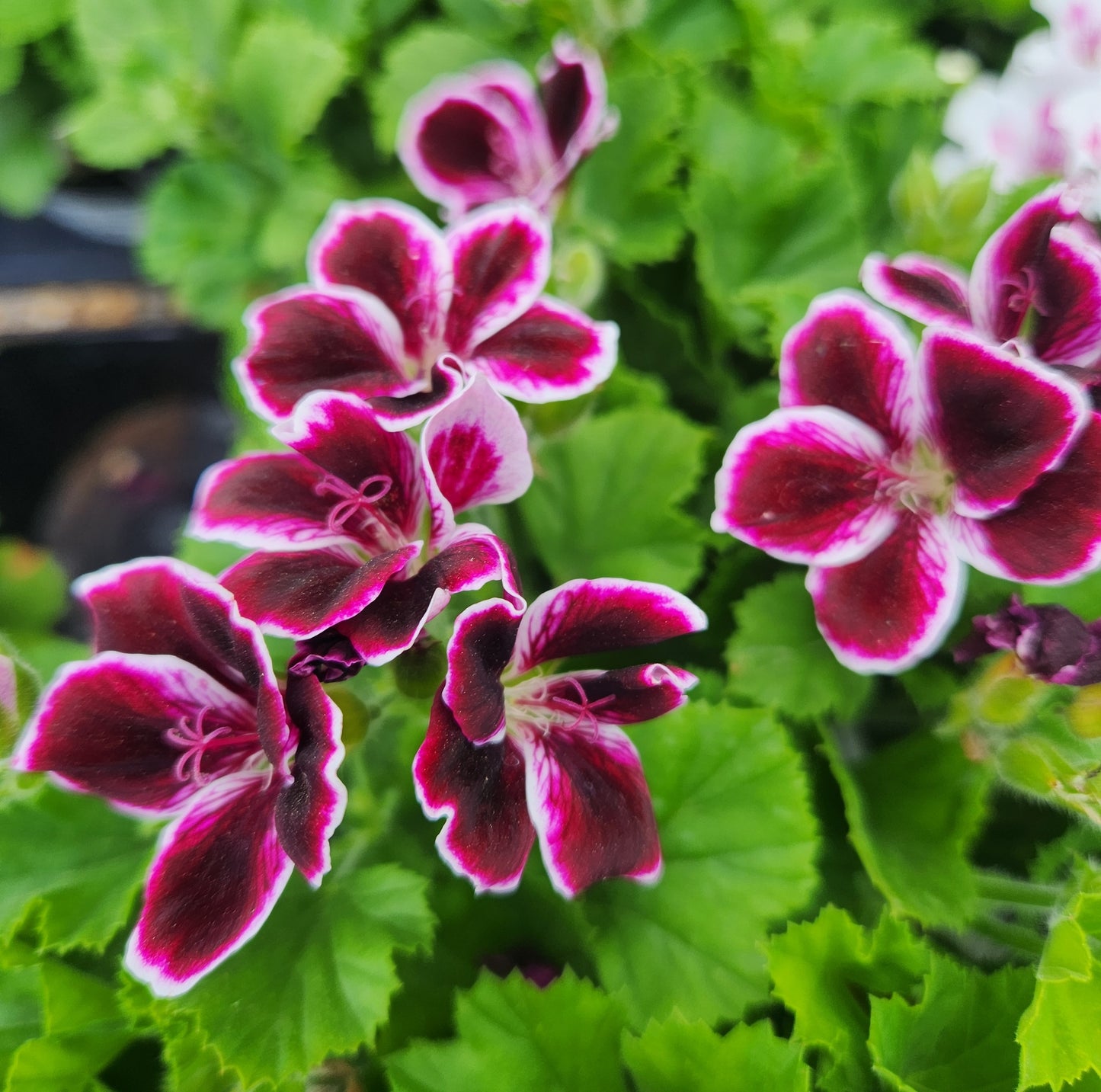 Geranium, Martha Washington 'Regal Elegance Series' (Pelargonium)