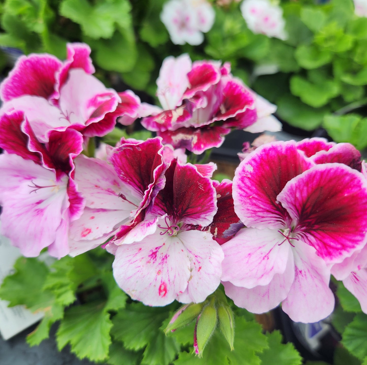 Geranium, Martha Washington 'Regal Elegance Series' (Pelargonium)