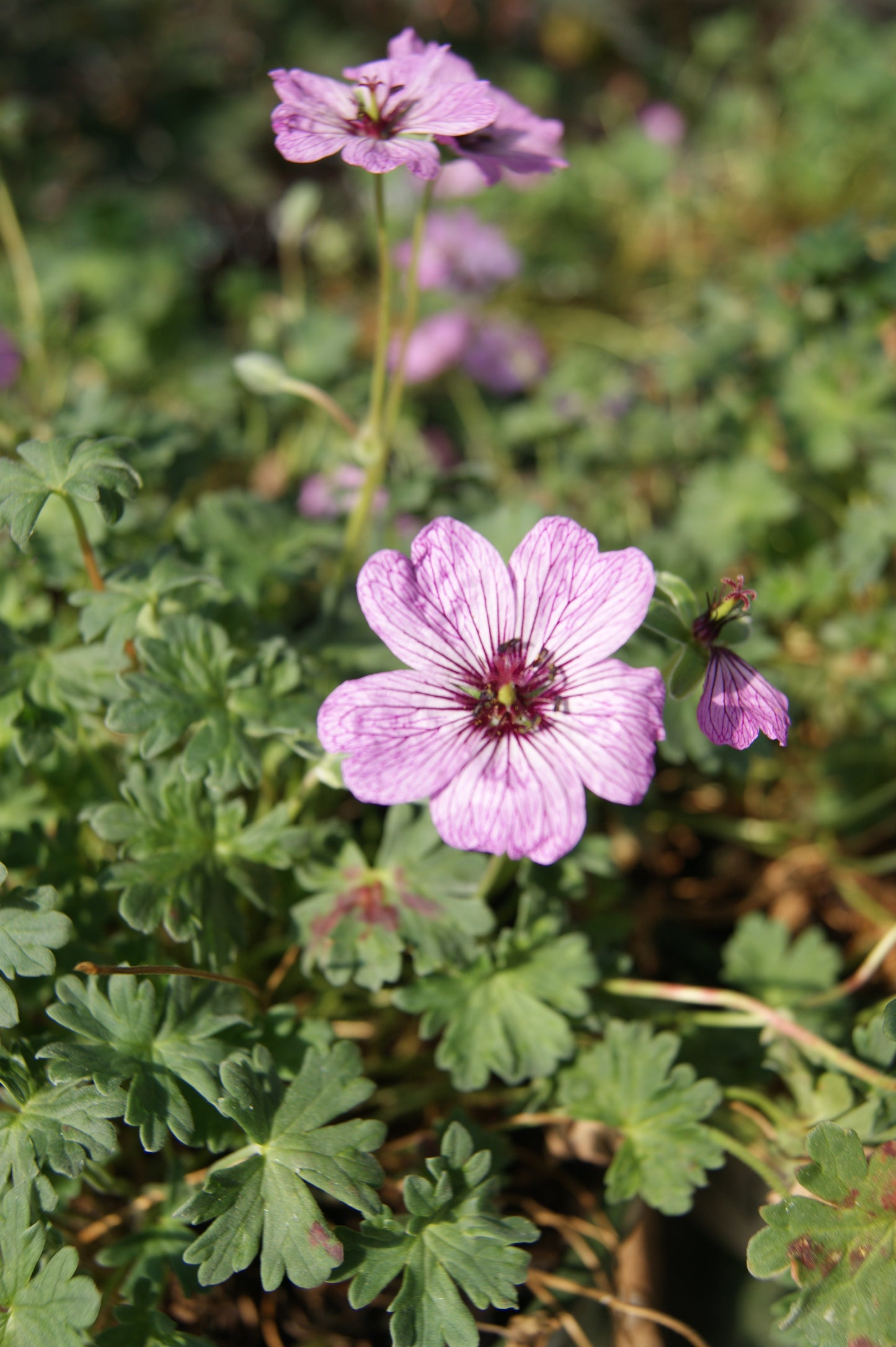 Geranium cinereum 'Ballerina'