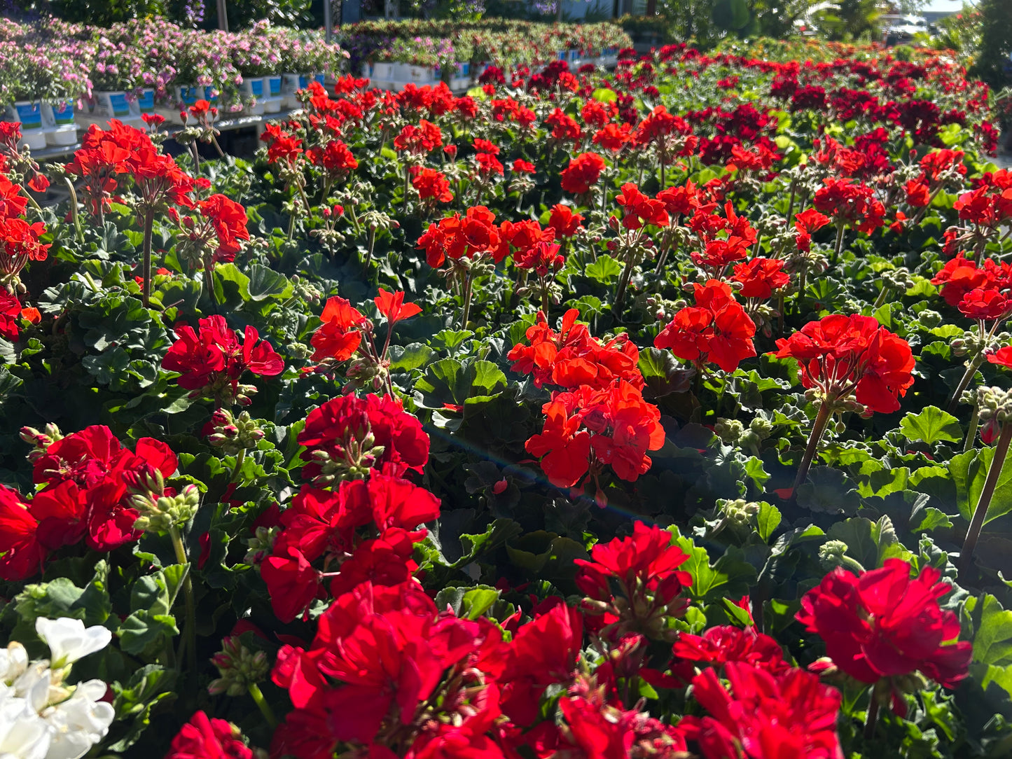 Geranium, Interspecific Caliente (Pelargonium)