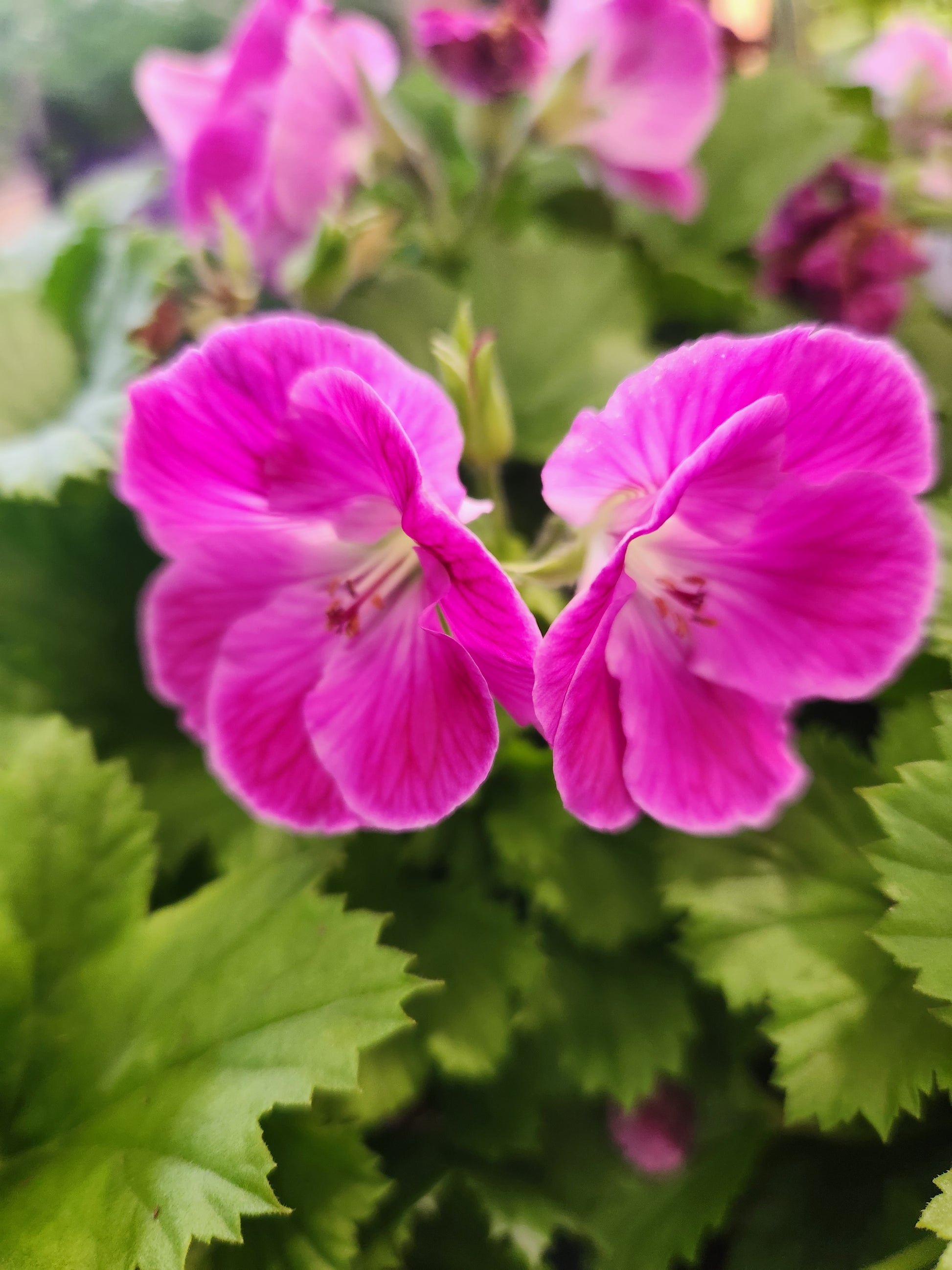 martha washington geranium seeds for sale Geranium, Martha Washington 'Regal Elegance Series' (Pelargonium) –  Passiglia Landscape, Nursery & Garden Center