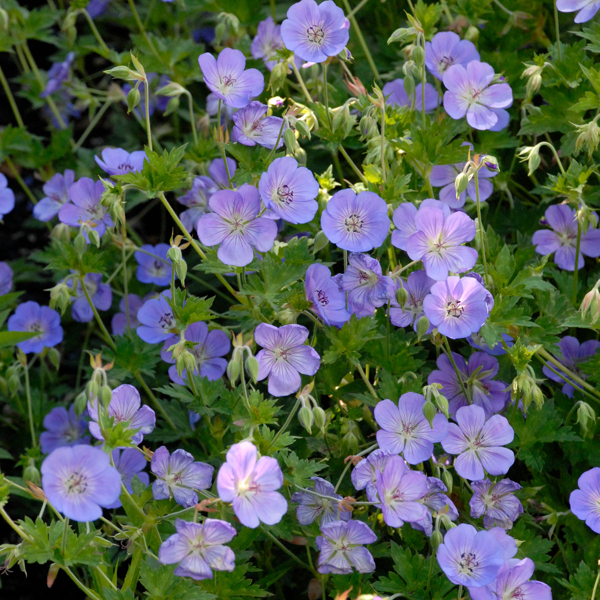 Cranesbill / Hardy Geranium 'Rozanne' (Geranium)