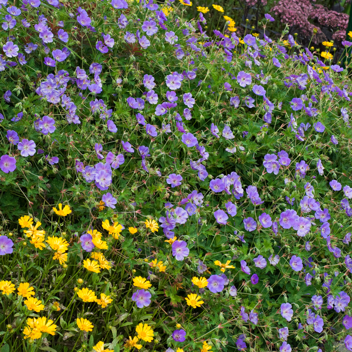 Cranesbill / Hardy Geranium 'Rozanne' (Geranium)