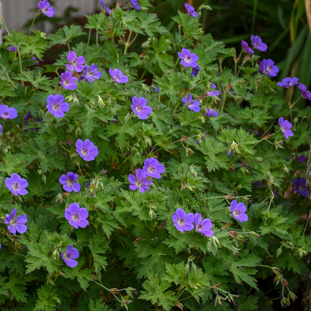 Cranesbill / Hardy Geranium 'Rozanne' (Geranium)