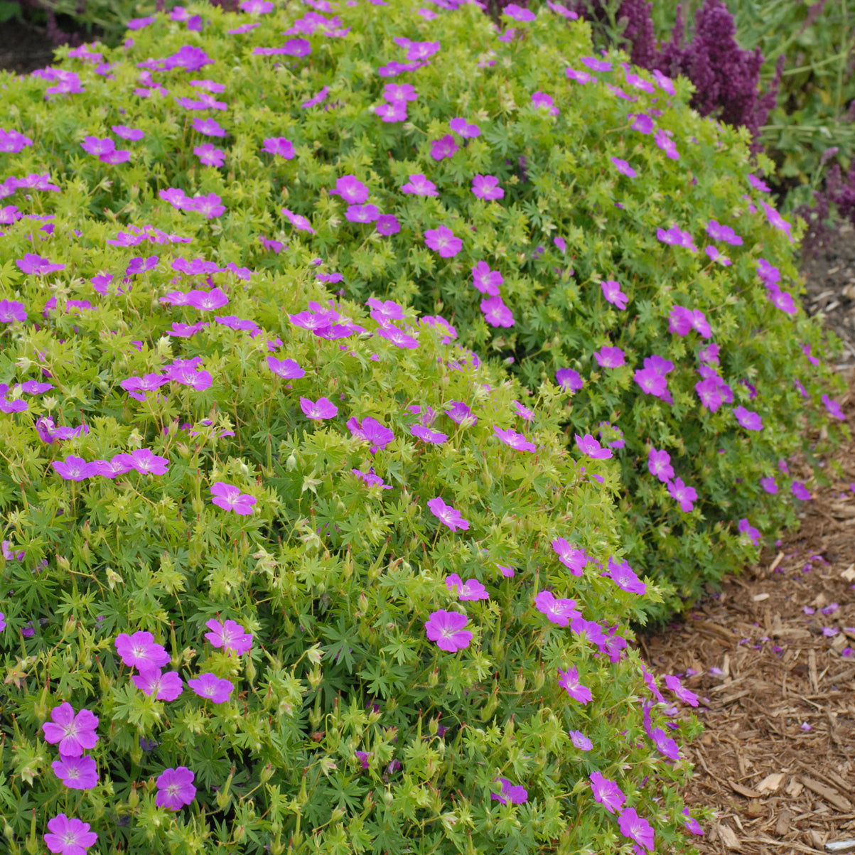 Cranesbill, Bloody / Hardy Geranium 'New Hampshire' (Geranium)