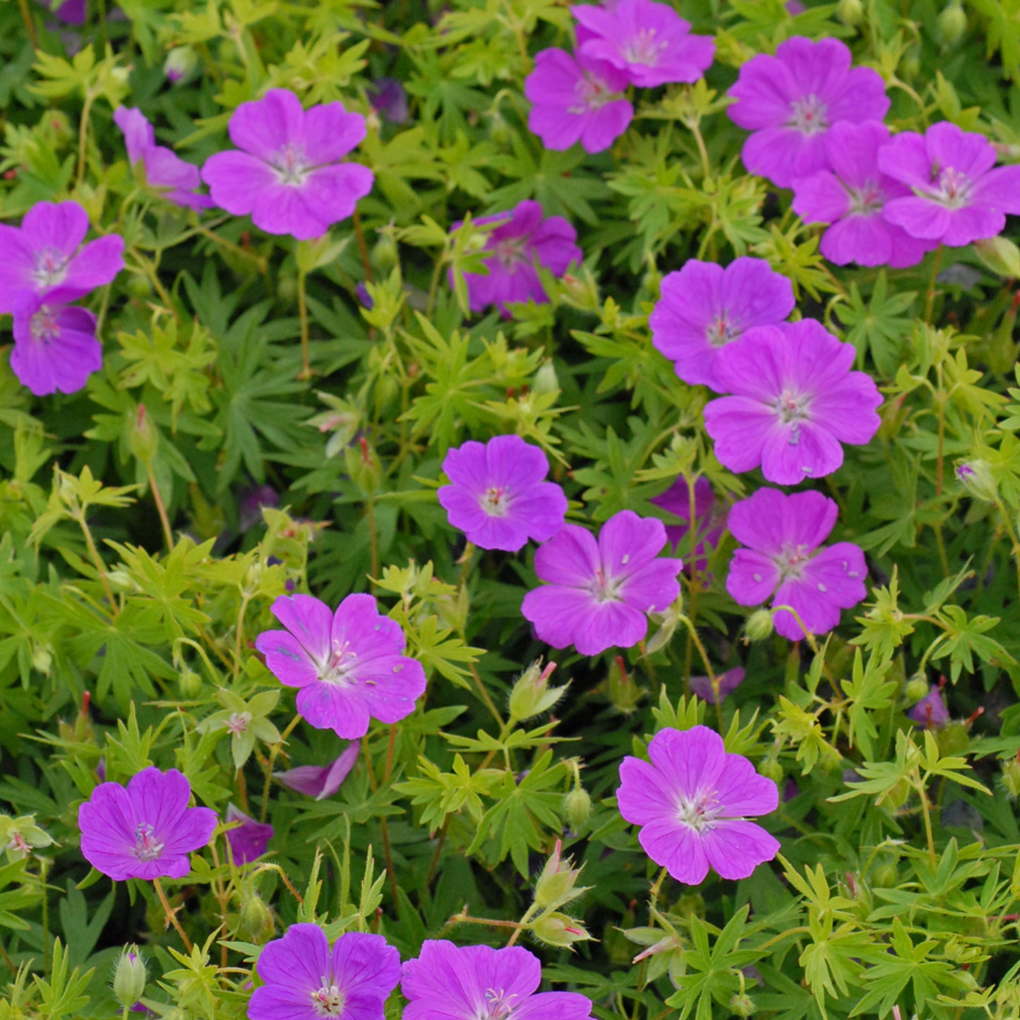 Cranesbill, Bloody / Hardy Geranium 'New Hampshire' (Geranium)