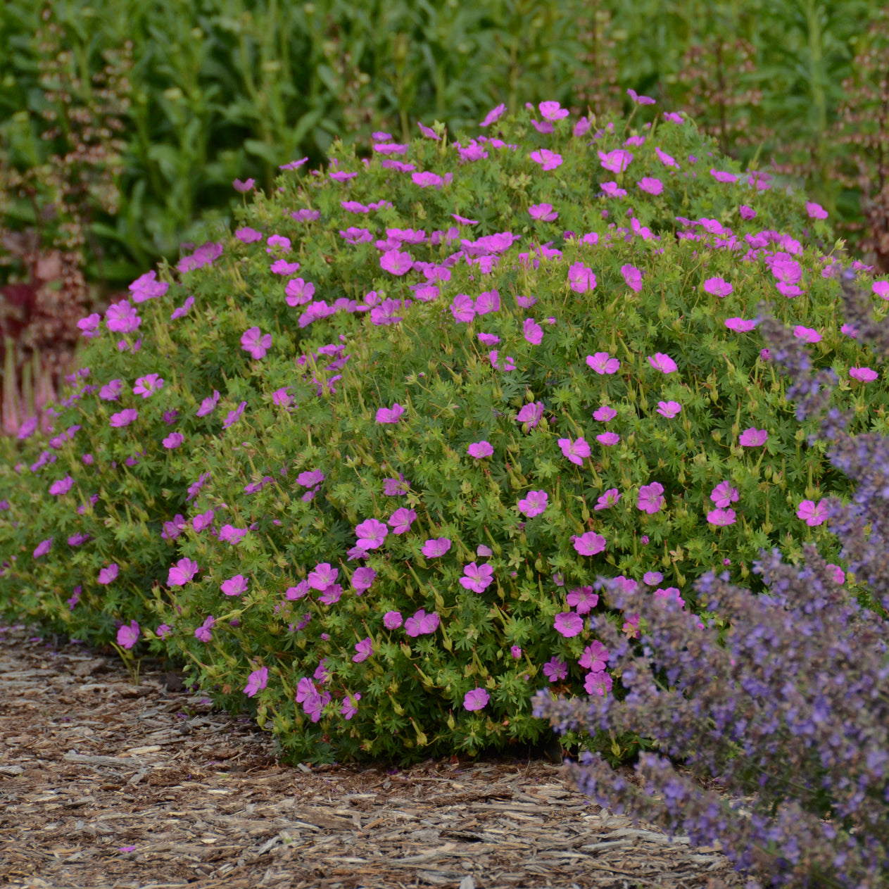 Cranesbill, Bloody / Hardy Geranium 'New Hampshire' (Geranium)