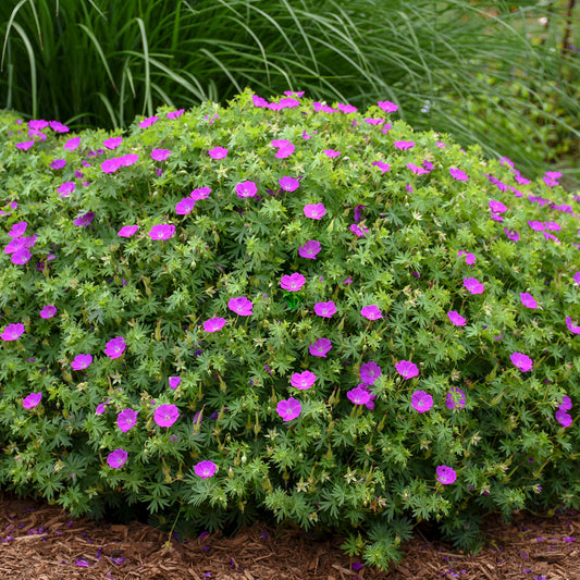 Cranesbill, Bloody / Hardy Geranium 'New Hampshire' (Geranium)