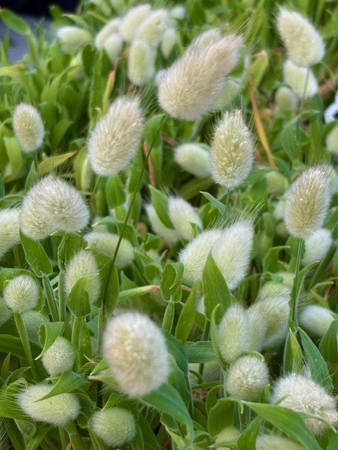 Grass, Rabbit's / Bunny's Tail (Lagurus)