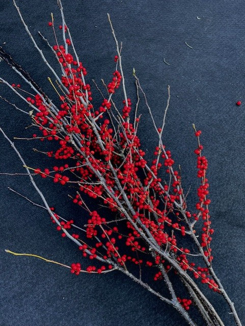 Cut Branches- Winterberry